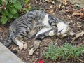 lazy striped kitten sleeping in the yard Royalty Free Stock Photo