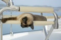 Lazy summer day on sailing boat for a cat travellind with people