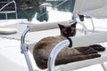 Lazy summer day on sailing boat for a cat travellind with people Royalty Free Stock Photo