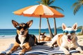 Lazy Summer Days: Cat and Dog Relaxing on Sandy Beach with Oversized Sunglasses Royalty Free Stock Photo