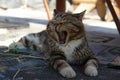 The lazy tabby cat is contagious yawning