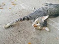 Lazy Tabby cat on the floor Royalty Free Stock Photo