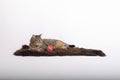 Tabby cat having rest on brown fur Royalty Free Stock Photo