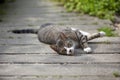 Lazy tabby cat lying in the garden