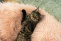 Lazy tabby cat lying on the soft bed and taking a break