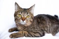 Lazy tabby cat lying