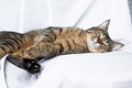 Lazy tabby cat lying