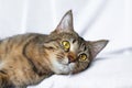 Lazy tabby cat lying