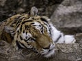 Lazy Tiger