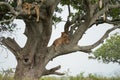 Lazy tree climbing lions rest in the branches - Serengeti National Park Tanzania