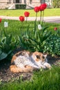 A lazy tricolor pussycat, relaxing in a flower bed between bright blooming tulips.
