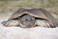 Lazy Turtle