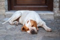 The lazy watchman, the dog sleeps near the door, fatigue struck