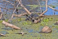 Lazy but Weary Alligator Sunning On Fallen Tree