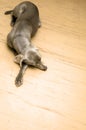 Lazy weimaraner dog