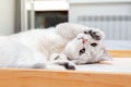 Lazy white British cat lying on a tray