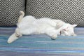 Lazy white cat funny sleeping