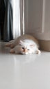 Lazy white cat kitten sleepy cat Royalty Free Stock Photo