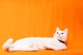 lazy white cat puppy lying down looking up on orange background Royalty Free Stock Photo