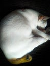 lazy white cat sleeping