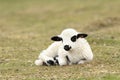 Lazy white lamb