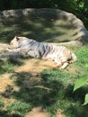 Lazy white tiger