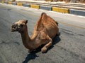 Wild camel sits on the road in a desert