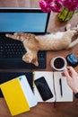 Lazy working at home - funny cat sleeping on work desk