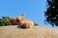 Lazy yellow cat close up Royalty Free Stock Photo