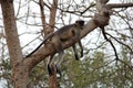 Lazzy monkey having rest on tree Royalty Free Stock Photo