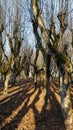 Ld Linden Alley, Katvaru Manor Park, Latvia  Looks So Ghostly Spoky Like Fairy Tales. Linden Tree Alley in Autumn With Interesting Royalty Free Stock Photo