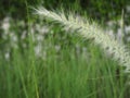 ldyllic grass Royalty Free Stock Photo