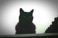 Le Chat Noir Royalty Free Stock Photo