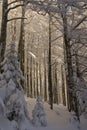 Le Drumont, snowy and sunny forest, Vosges, France Royalty Free Stock Photo