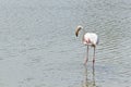 Le flamant rose de la Camargue Royalty Free Stock Photo