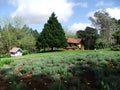 Le Jardin Lavender Park