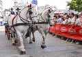 LE MANS, FRANCE - JUNE 13, 2014: Two white horses with riders at a Parade of pilots racing Royalty Free Stock Photo