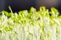 Le Puy green lentil sprouts, macro food photo