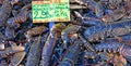 Le Touquet, France - april 3 2017 : alive lobsters