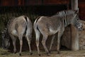 Two Zembre at the Zoo while eating hay Royalty Free Stock Photo