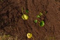 leaces of chinese money plant on brown dirt..