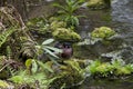 Duck in Leach Botanical Garden Royalty Free Stock Photo