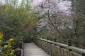 Trees flowers Leach Botanical Garden