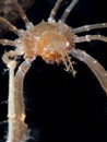 Leach`s spider crab, Inachus phalangium Royalty Free Stock Photo