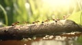 the leader of the ants, guides his colony across the river through a tree branch. Team work concept