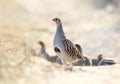 Leader of a flock of gray partridges in a pose of attention, look at the photographer. Royalty Free Stock Photo