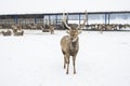 Leader herd buck on the background of deer