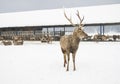 Leader herd buck on the background of deer