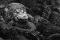 Leader in a herd of crocodile walking on back of group of hungry crocodiles in the wild. nature and wildlife concept. black and