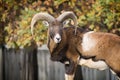 Leader of the herd of mouflons on guard order Royalty Free Stock Photo